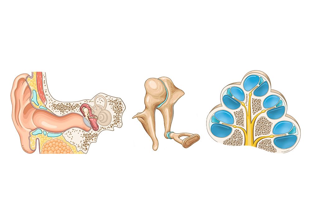 Anatomie des Ohrs: beschriftete Zeichnungen | e-Anatomy