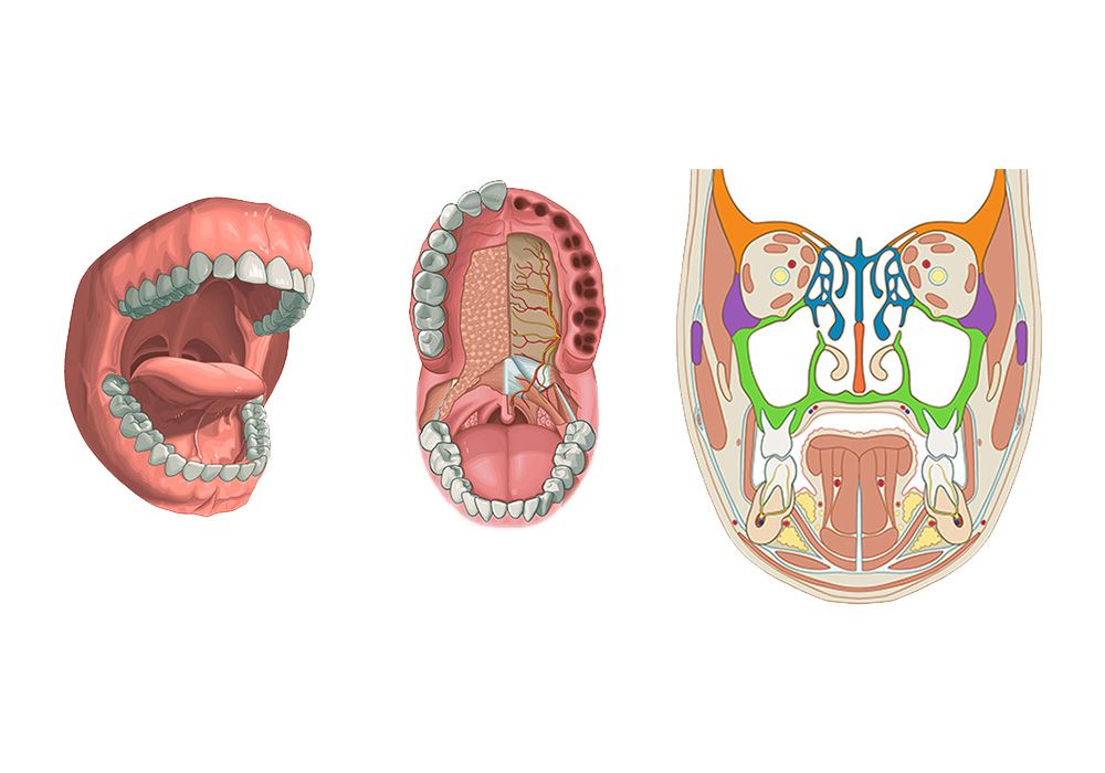 口腔解剖图:带定义和解释的插图|e-Anatomy