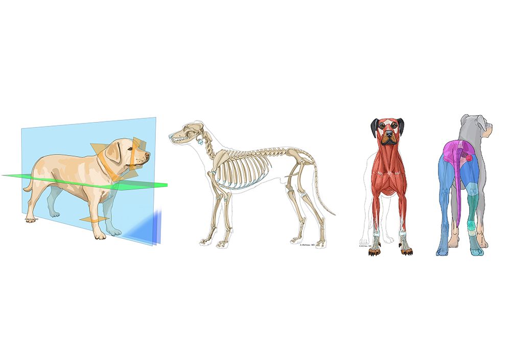 Anatomia canina - Atlas ilustrado