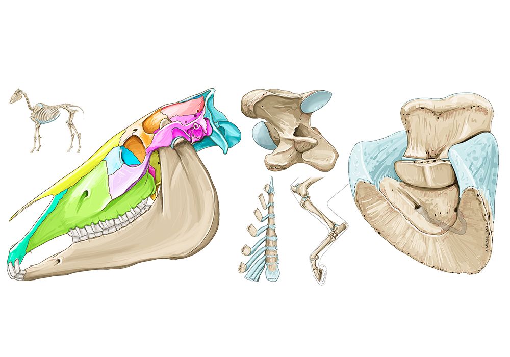 馬 - 骨学 : 正常解剖学 | vet-Anatomy