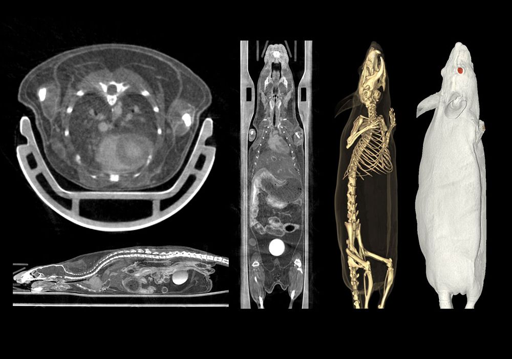 Anatomía del ratón de laboratorio : anatomía normal | vet-Anatomy